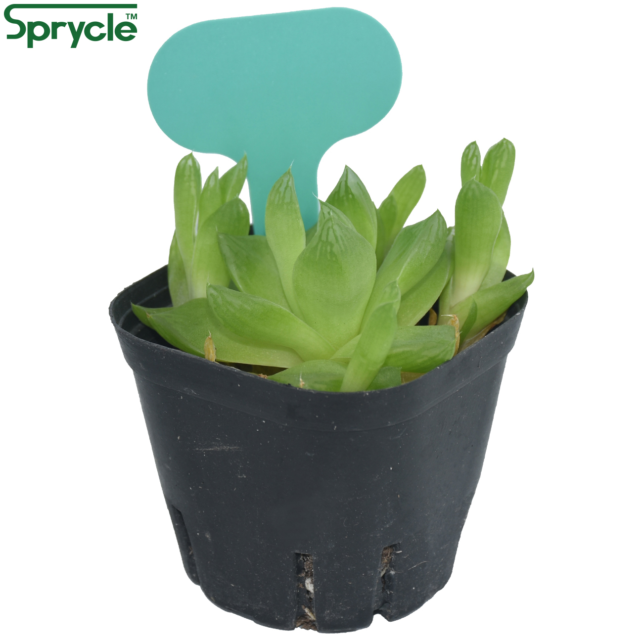SPRYCLE 50PCS 50*70MM Colorful - Plant Label Tags 评论和价格