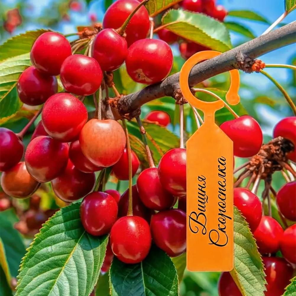 Garden Planting Tag Ring Hook  - Plant Label Tags 评论和价格