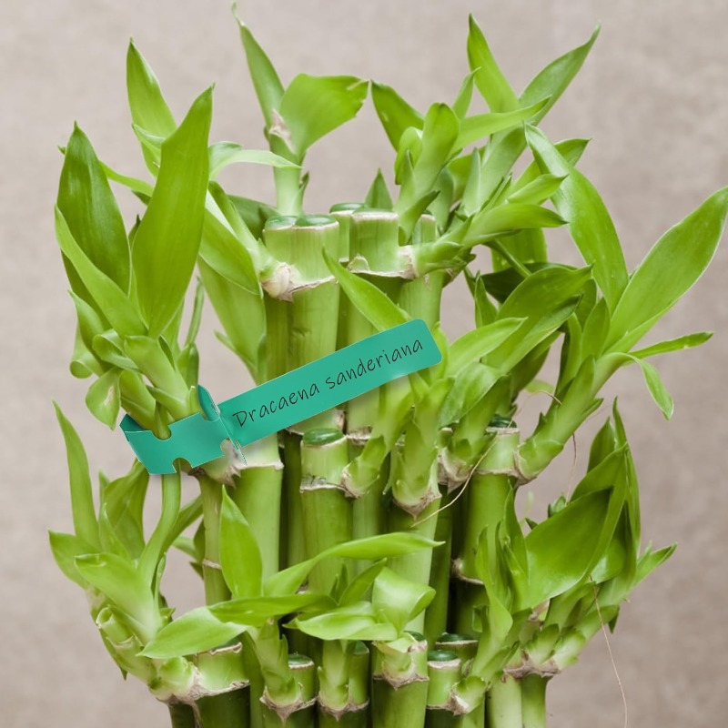 Plant Tag / Penanda Pokok / Ga - Plant Label Tags 评论和价格